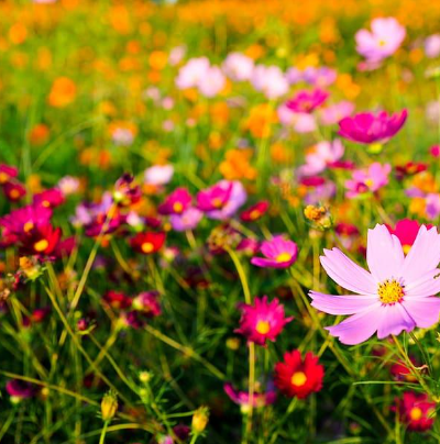 March Signature Series Event: Bloom Bar